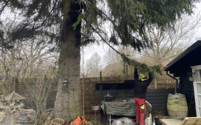 Beskæring af træer i Sorø – Sikker kroneløftning ved hus og have