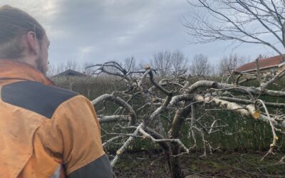 Beskæring af æbletræ i Slangerup – professionel træpleje med respekt for træets form