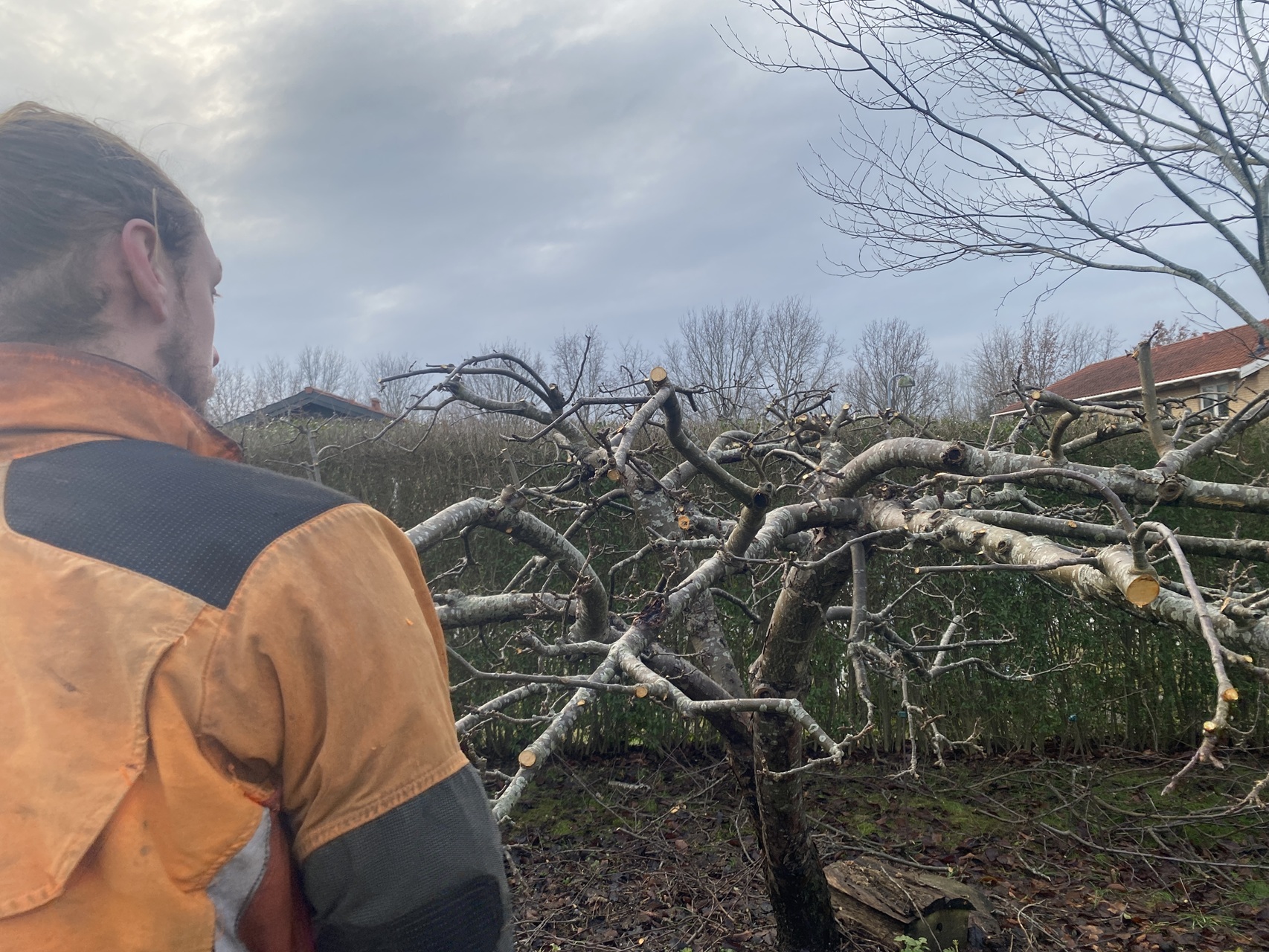 beskæring-af-æbletræ-i-slangerup-sidste-detaljer-1-2026-01-16-12.20.59.jpg