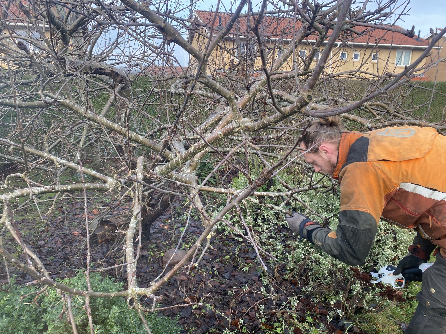 beskæring-af-æbletræ-i-slangerup-traekirurg-gennemgang-1-2026-01-16-10.44.48.jpg