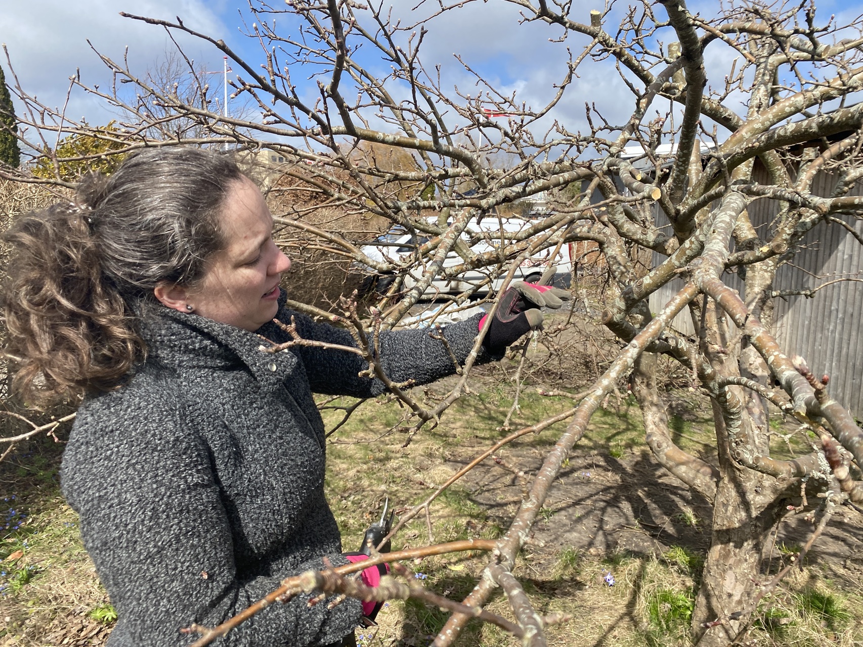 beskæring-af-æbletræer-herlev-komplekse-beslutninger-grene-2026-04-06-12-52-39.jpg