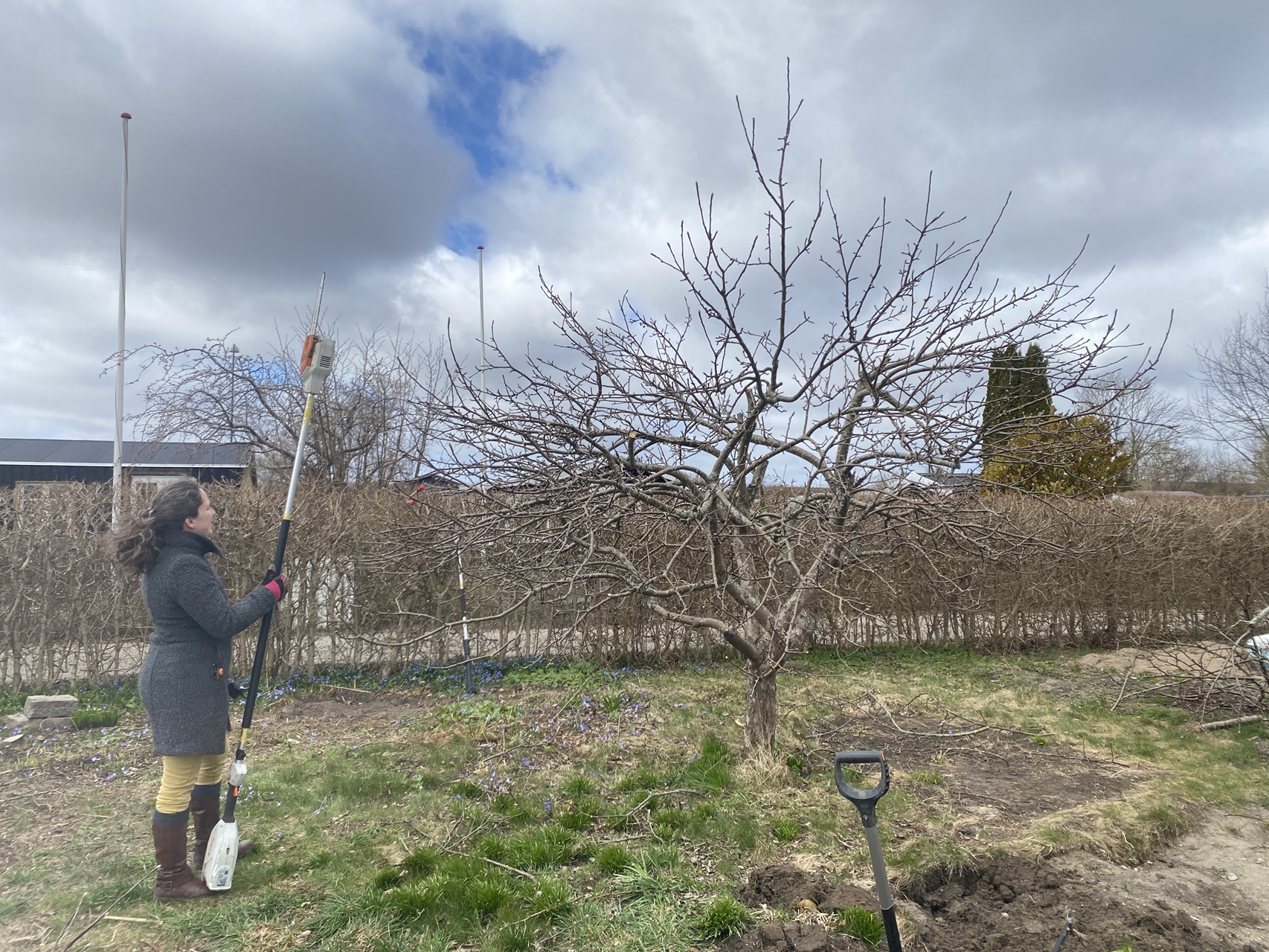 beskæring-af-æbletræer-herlev-kunde-bruger-professionelt-værktøj-2026-04-06-11-49-14.jpg