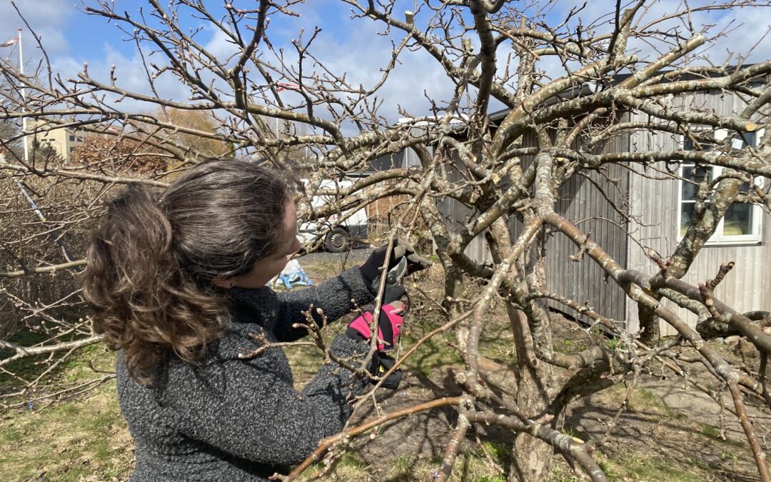 Beskæring af æbletræer Herlev – Beskæringskursus i egen have