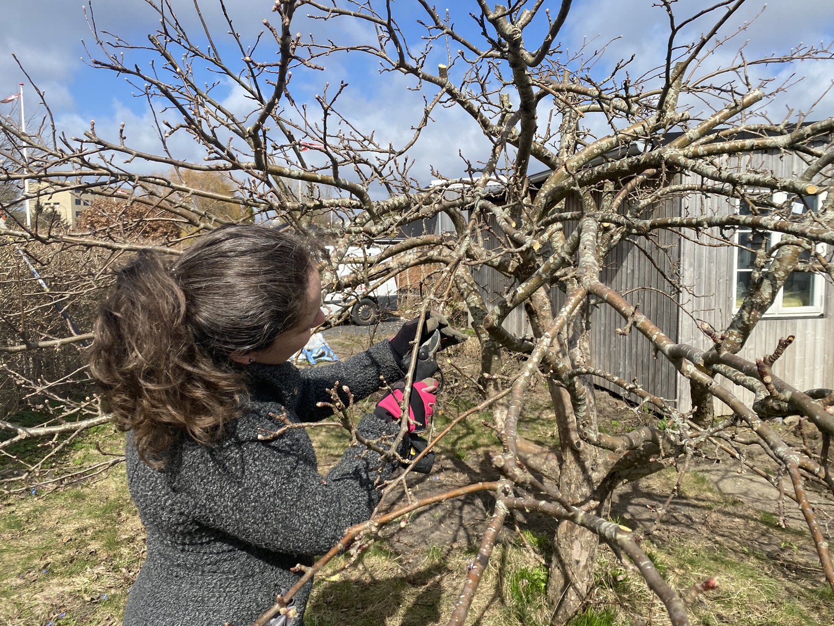 beskæring-af-æbletræer-herlev-mange-grene-udtynding-2026-04-06-12-54-20.jpg