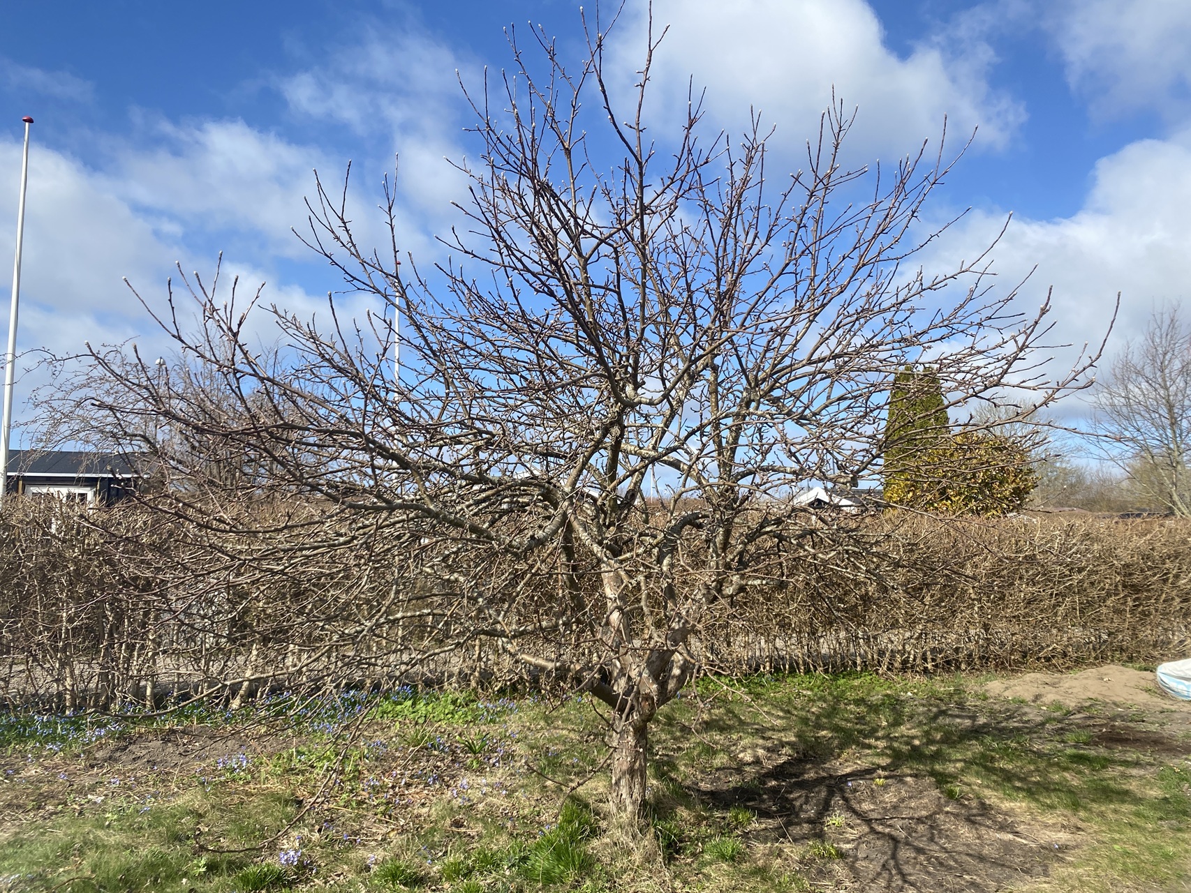 beskæring-af-æbletræer-herlev-tæt-krone-før-beskæring-2026-04-06-10-52-12.jpg