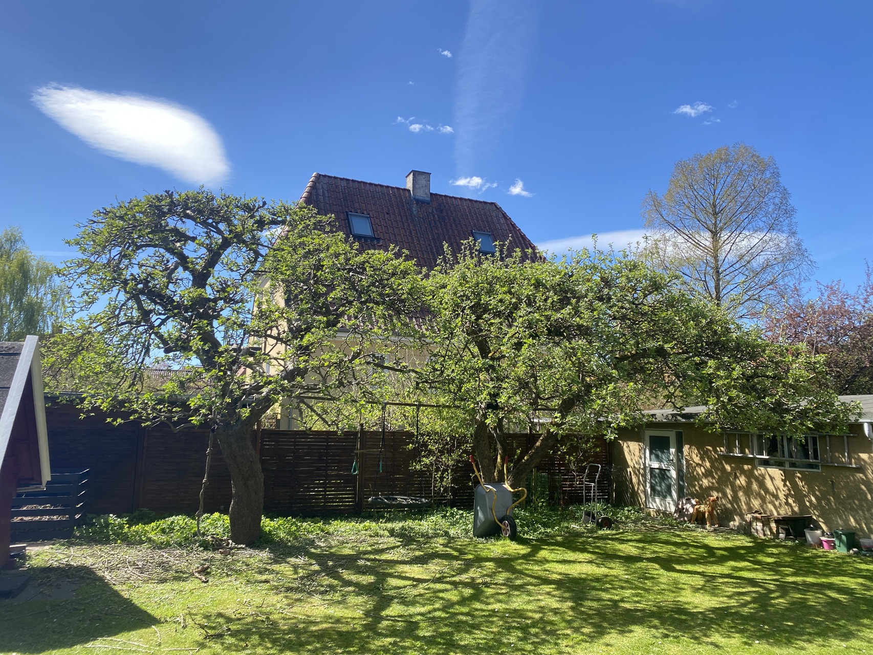 Beskæring-af-Æbletræer-i-Valby-2026-04-29-12-53-14.jpg