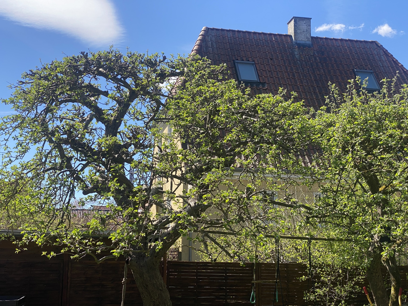 Beskæring-af-Æbletræer-i-Valby-2026-04-29-12-53-28.jpg