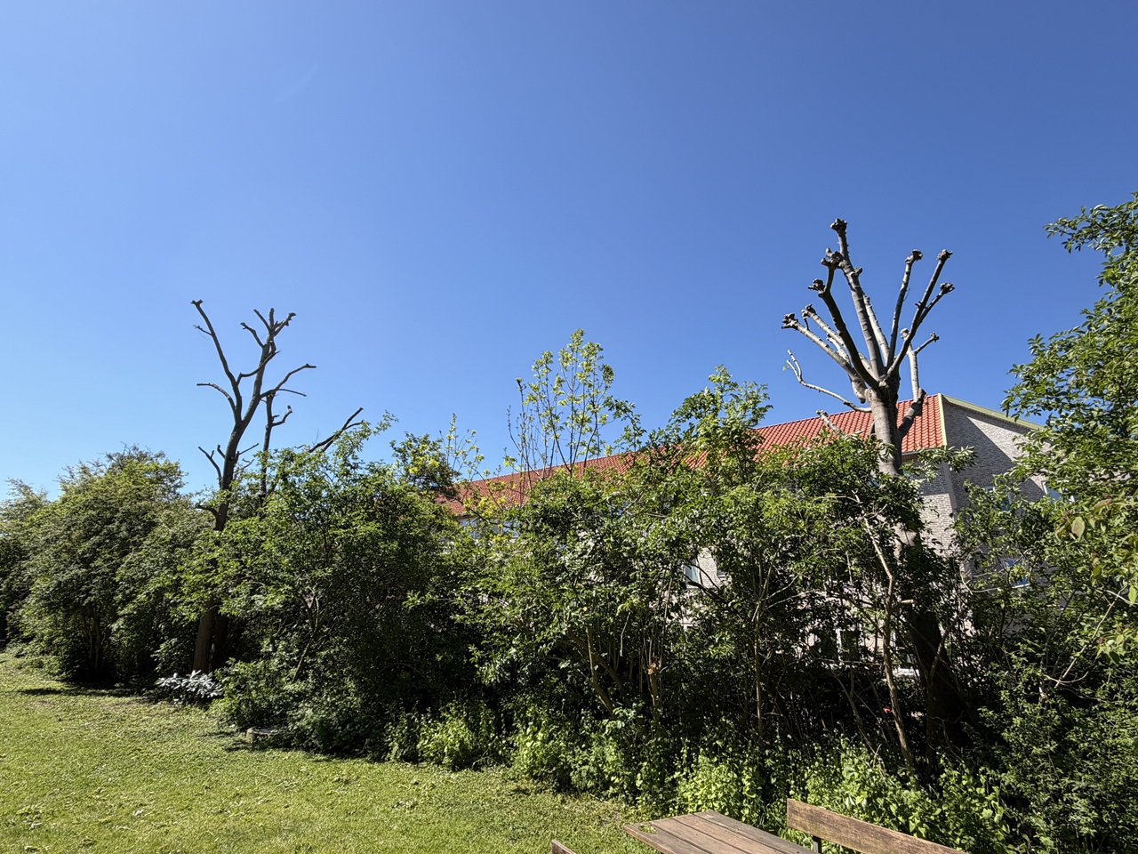 beskaering-af-traeer-i-andelsboligforeningen-i-valby-i-koebenhavn-1-2026-05-19-11-50-49