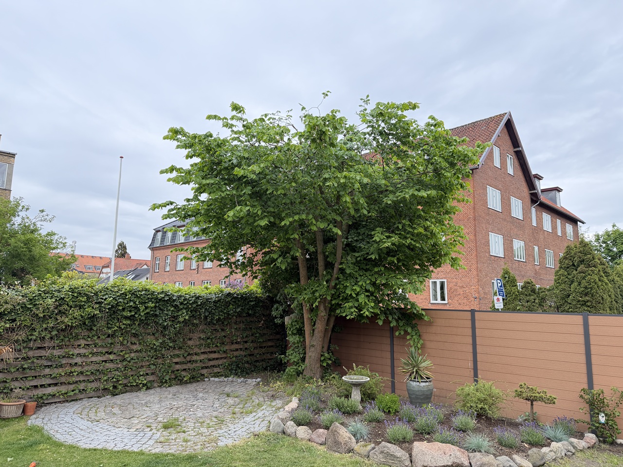 beskaering-af-traeer-sundbyoester-i-amager-oest-faerdigbeskaaret-lindetrae-1-2026-05-20-12-21-00