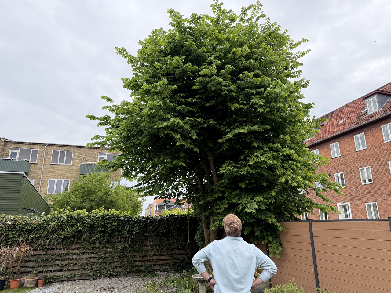 beskaering-af-traeer-sundbyoester-i-amager-oest-kunde-vurderer-beskaering-1-2026-05-20-10-22-54