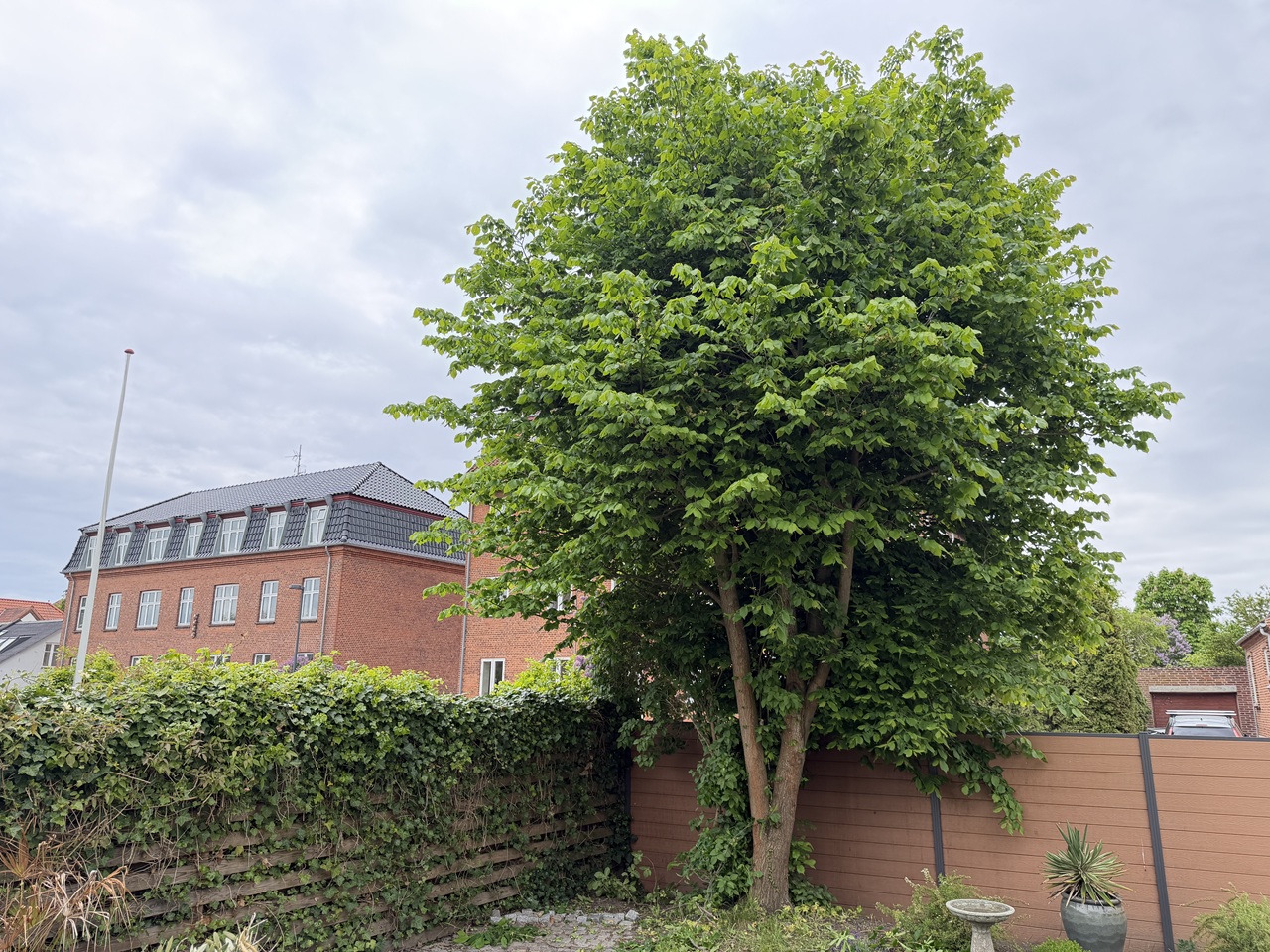 beskaering-af-traeer-sundbyoester-i-amager-oest-lindetrae-foer-beskaering-1-2026-05-20-10-28-15