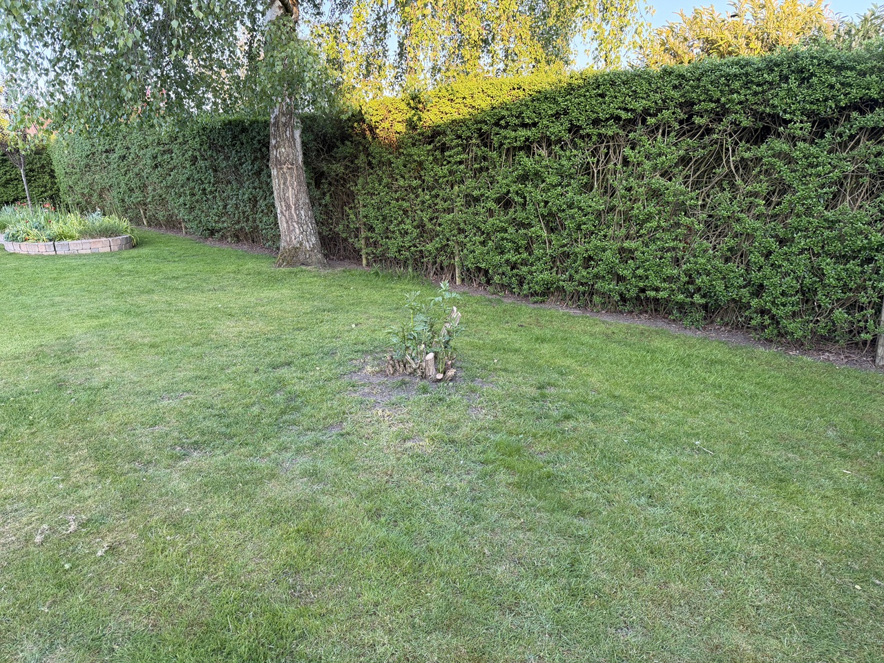 stubfraesning-kokkedal-traestub-midti-graesplaene-1-2026-05-19-20-25-51