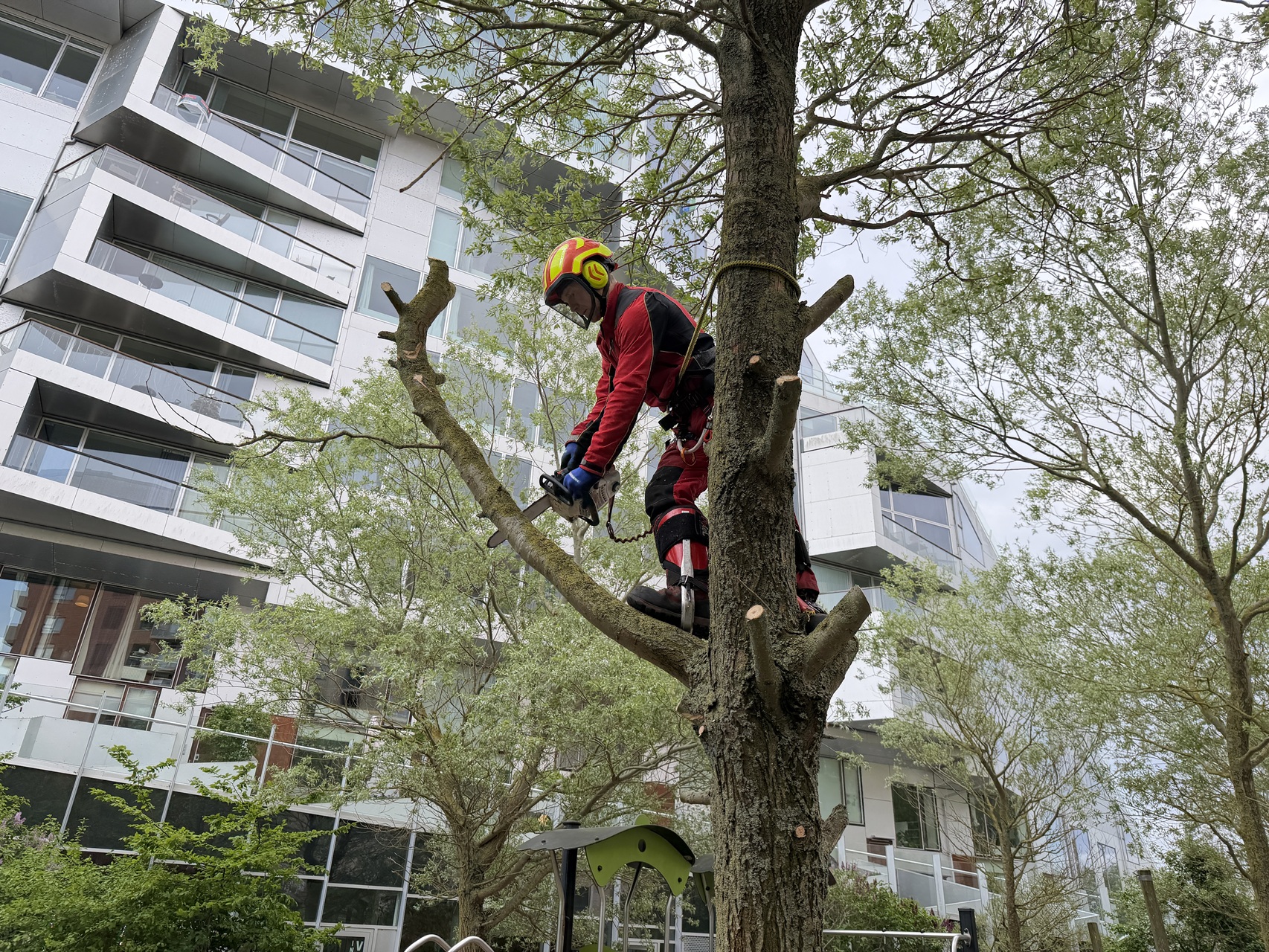 traefaeldning-i-boernehave-i-koebenhavn-s-arborist-i-trae-1-2026-05-20-08-34-25.jpg
