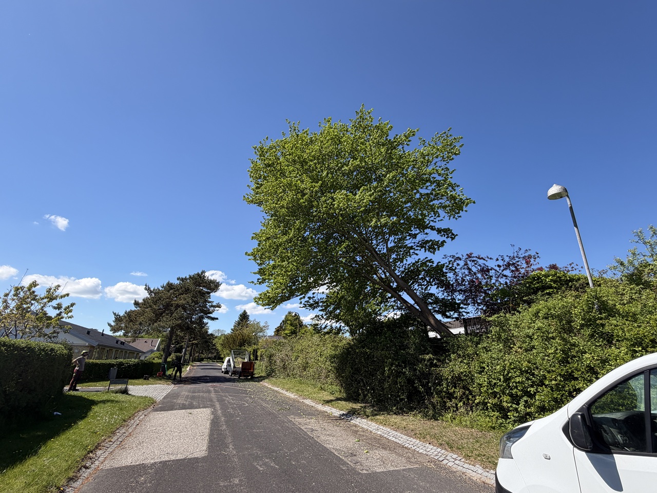 traefaeldning-i-kokkedal-i-nordsjaelland-lindetrae-falder-1-2026-05-19-13-41-31