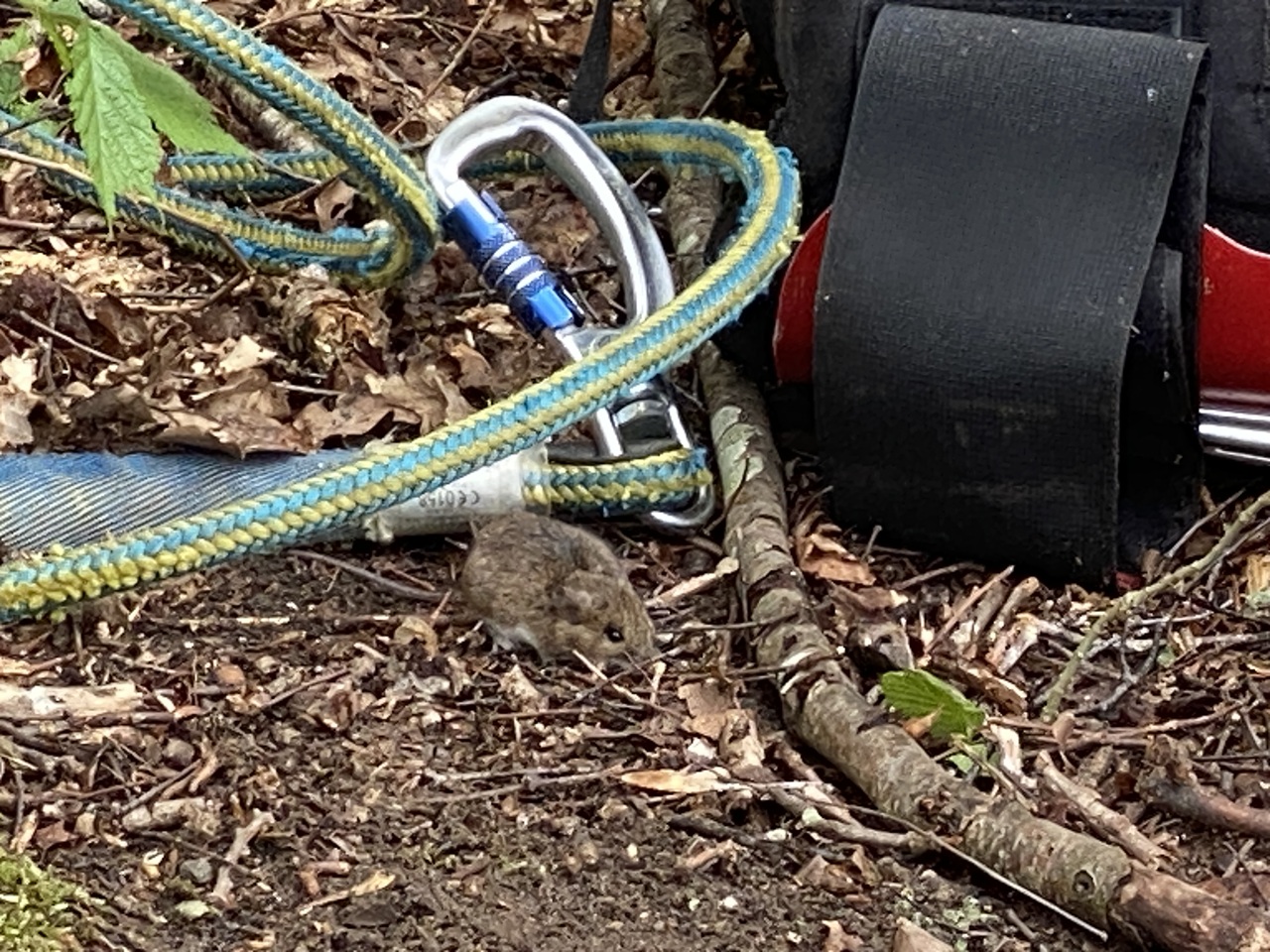 Lille gæst under træarbejdet traefaeldning-ved-jagthytten-i-nordsjaelland-mus-ved-klatregrej-1-2026-05-04-10-49-21
