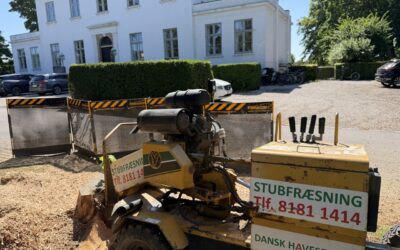 Stubfræsning i Ambassadekvarter i København – stor stub fjernet sikkert i 2900 Hellerup