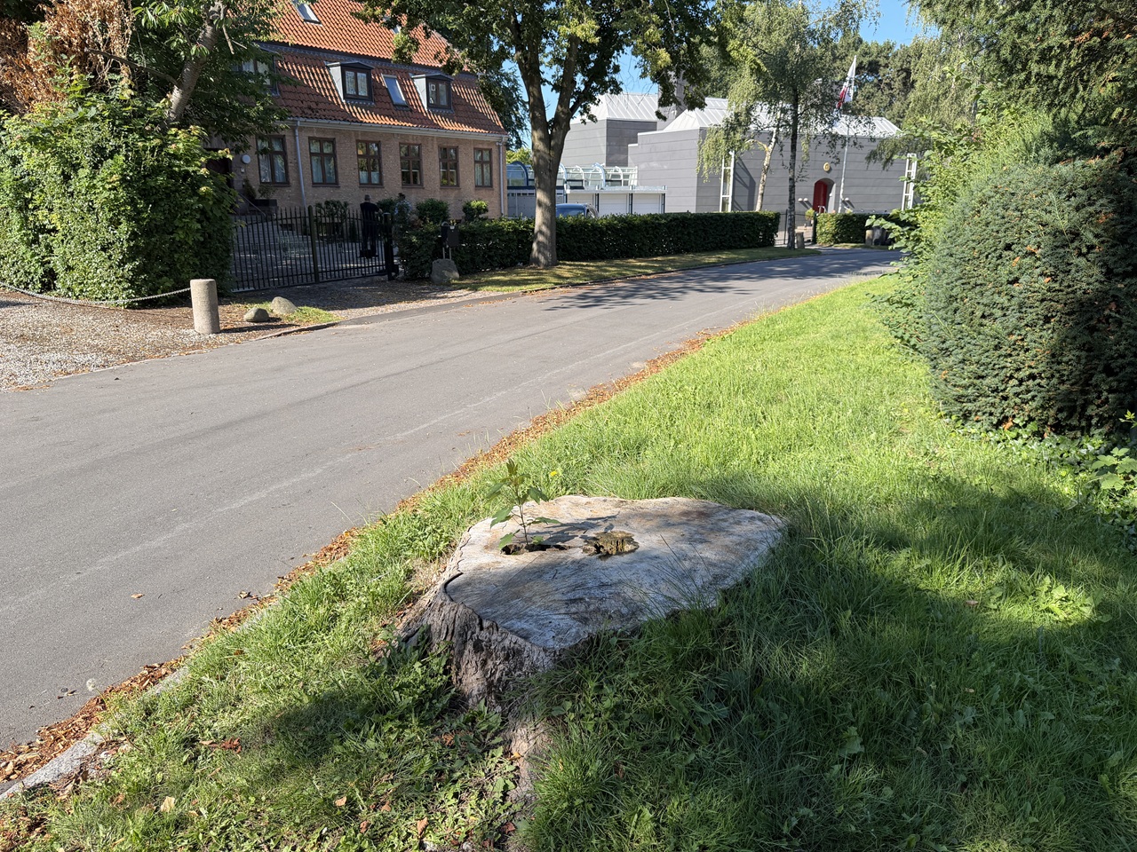 Stor træstub før stubfræsning i et ambassadekvarter Stubfræsning-i-Ambassadekvarter-stor-træstub-før-arbejdet-i-2900-Hellerup-1-2026-07-21-09.09.43.jpg