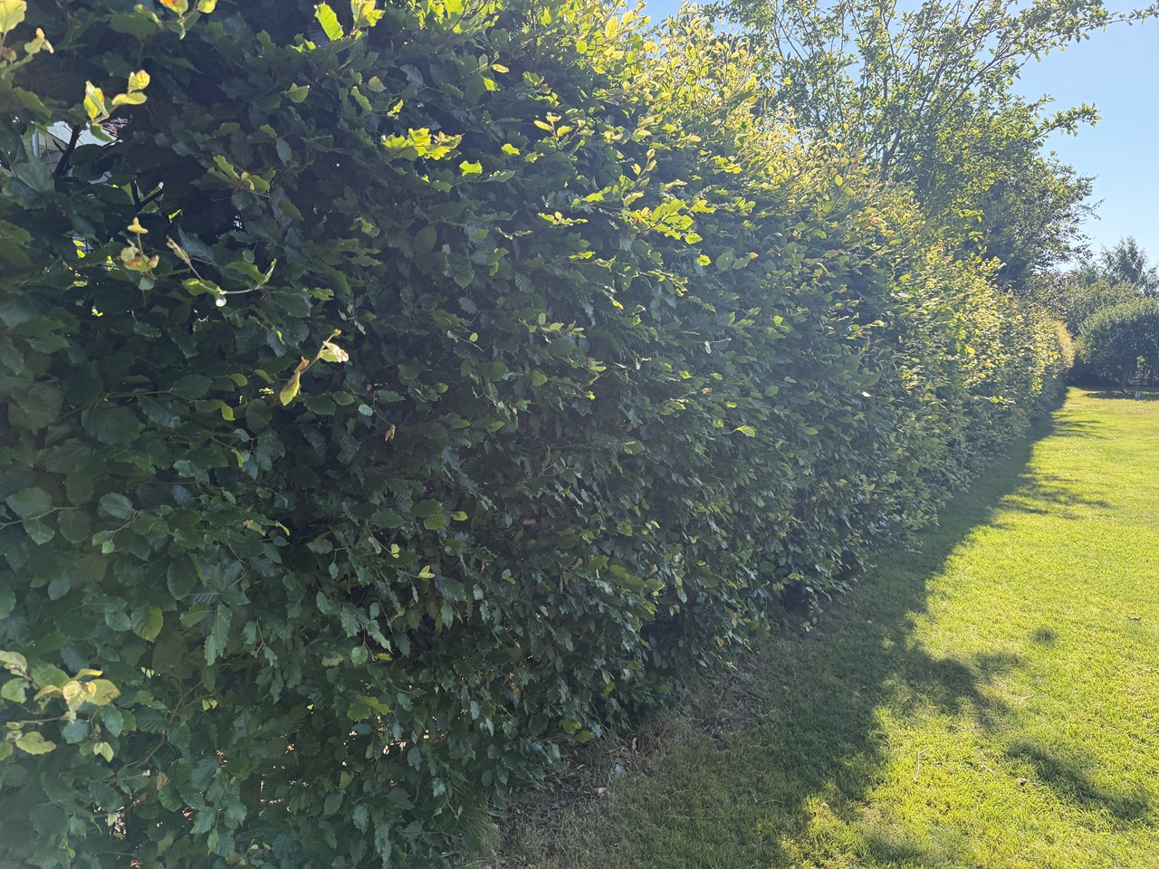 haekkeklipning-udsholt-ved-graested-velklippet-boegehaek-1