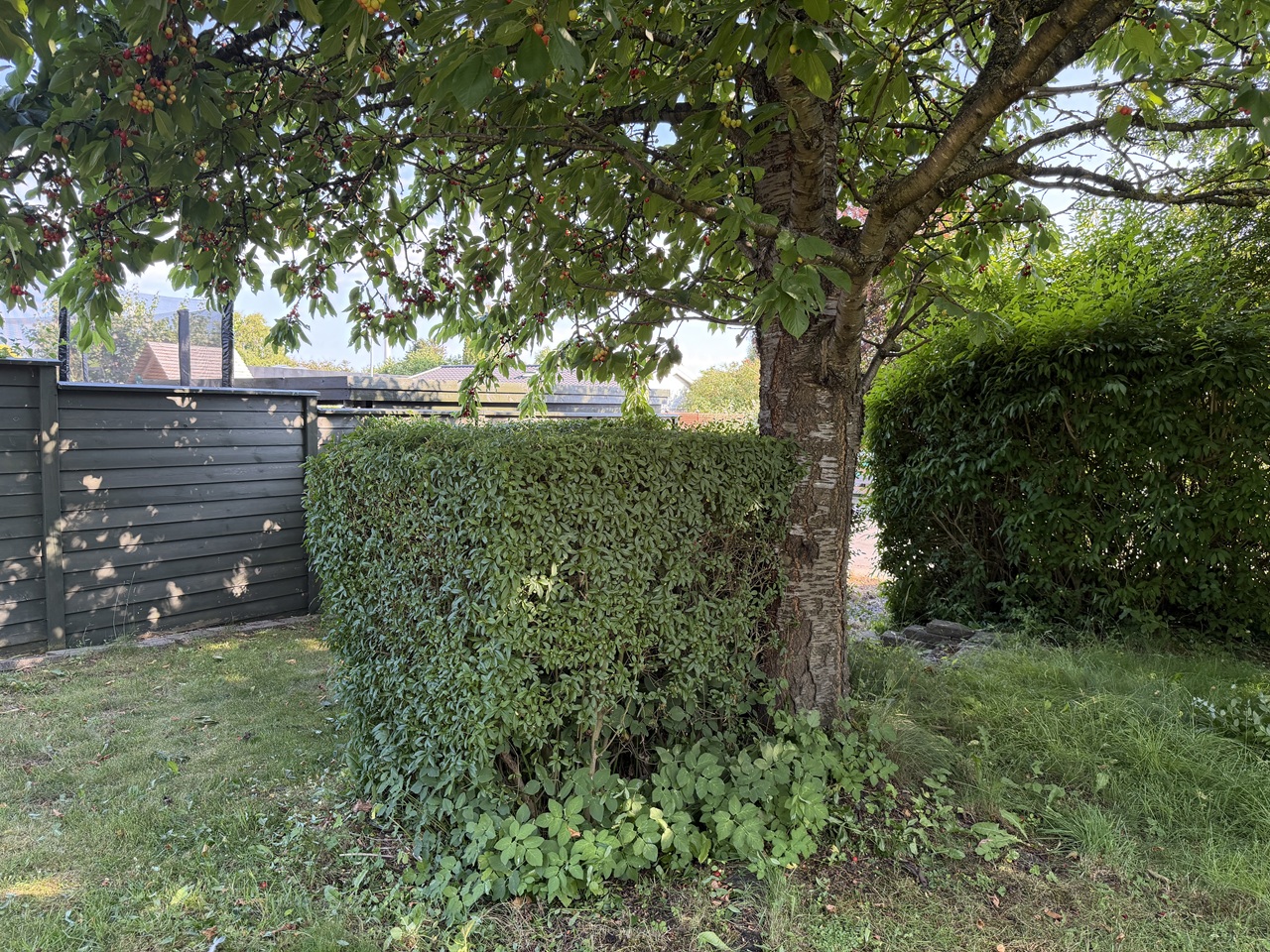 haekklipning-skovlunde-haek-omkring-kirsebaertrae-2026-06-28 17.48.20