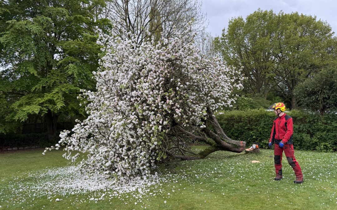 Fældning af gammelt æbletræ i 2700 Brønshøj – et blomstrende farvel