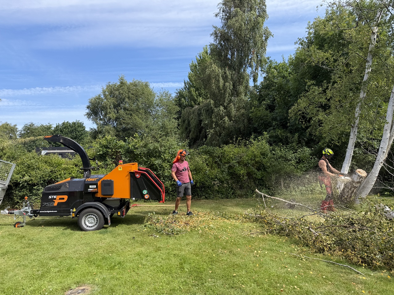 traefaeldning-i-udsholt-flishugger-og-opskæring-af-birk-2026-07-16 10.52.08