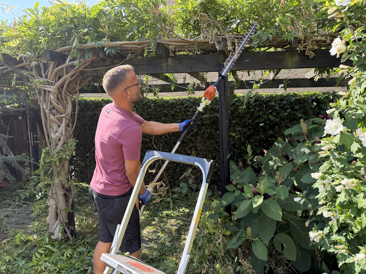 Beskæring af kraftig klatreplante på pergola i rækkehushave på Frederiksberg.