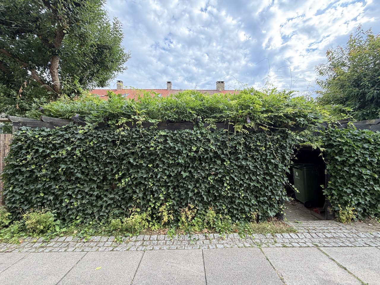Pergola i rækkehushave på Frederiksberg dækket af kraftig klatreplante før beskæring.