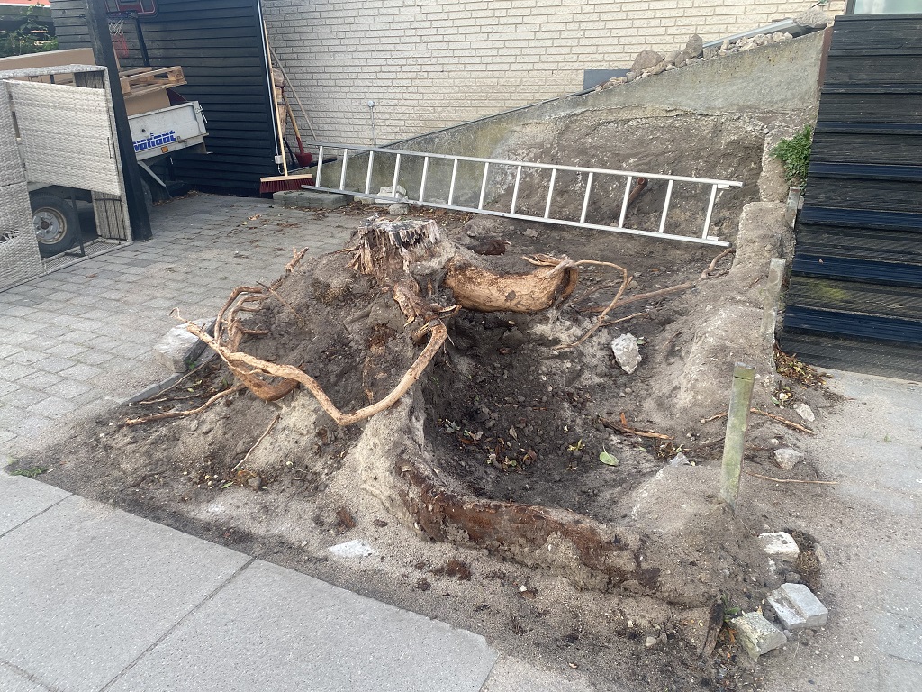 Stor træstub før stubfræsning i Næstved Stor træstub med kraftige blotlagte rødder før stubfræsning i Næstved.