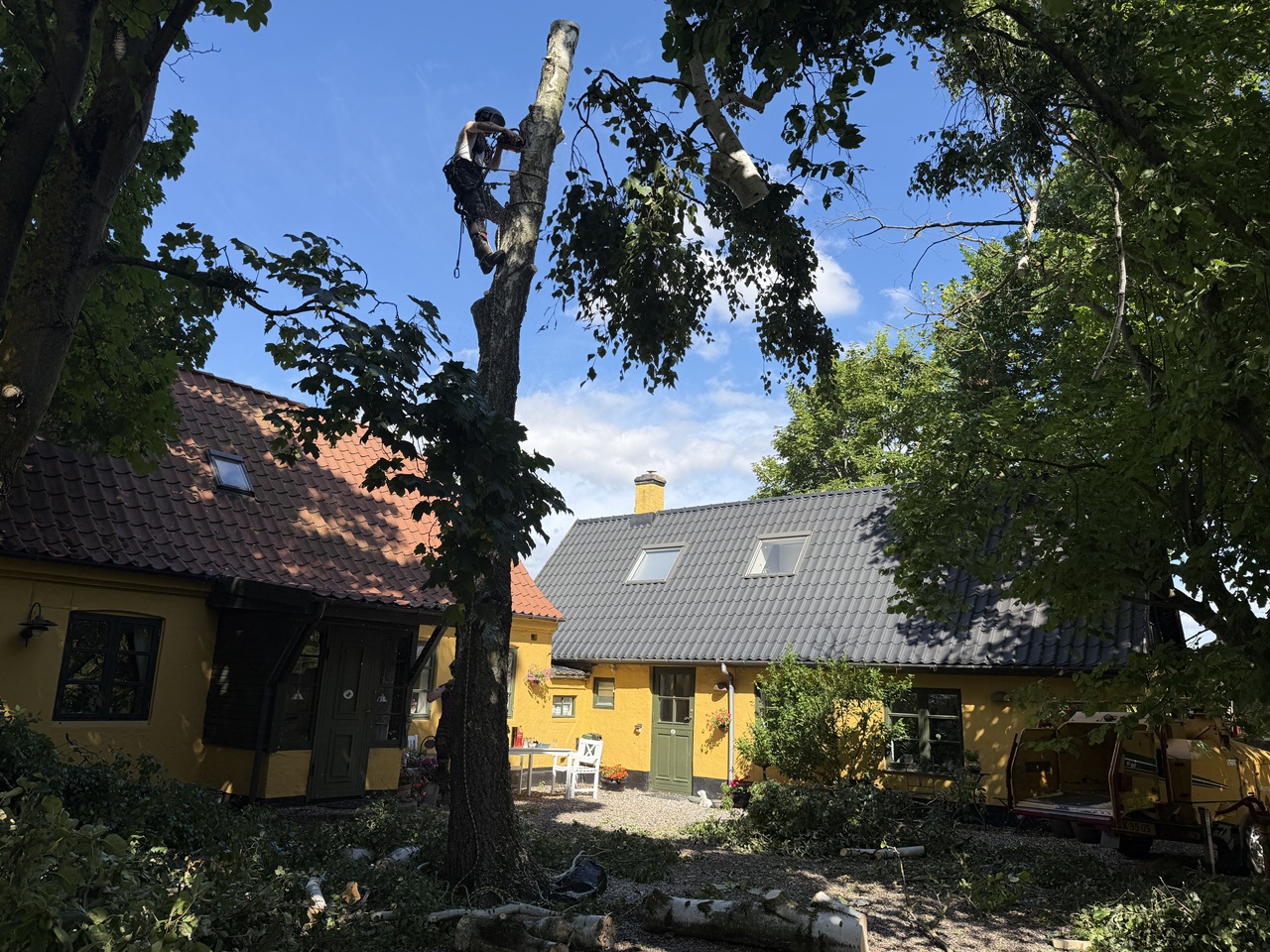 arborist-udfoerer-sektionsfaeldning-af-birk-kastrup-3 2026-06-30 10.15.08