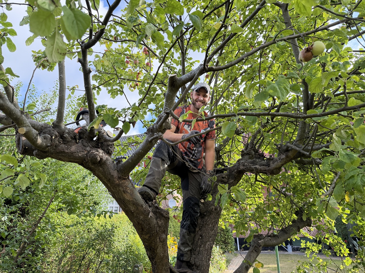 En medarbejder arbejder oppe i kronen på et ældre æbletræ i Grøndal i Vanløse bydel. De kraftige grene og synlige æbler viser den konkrete beskæringsopgave.