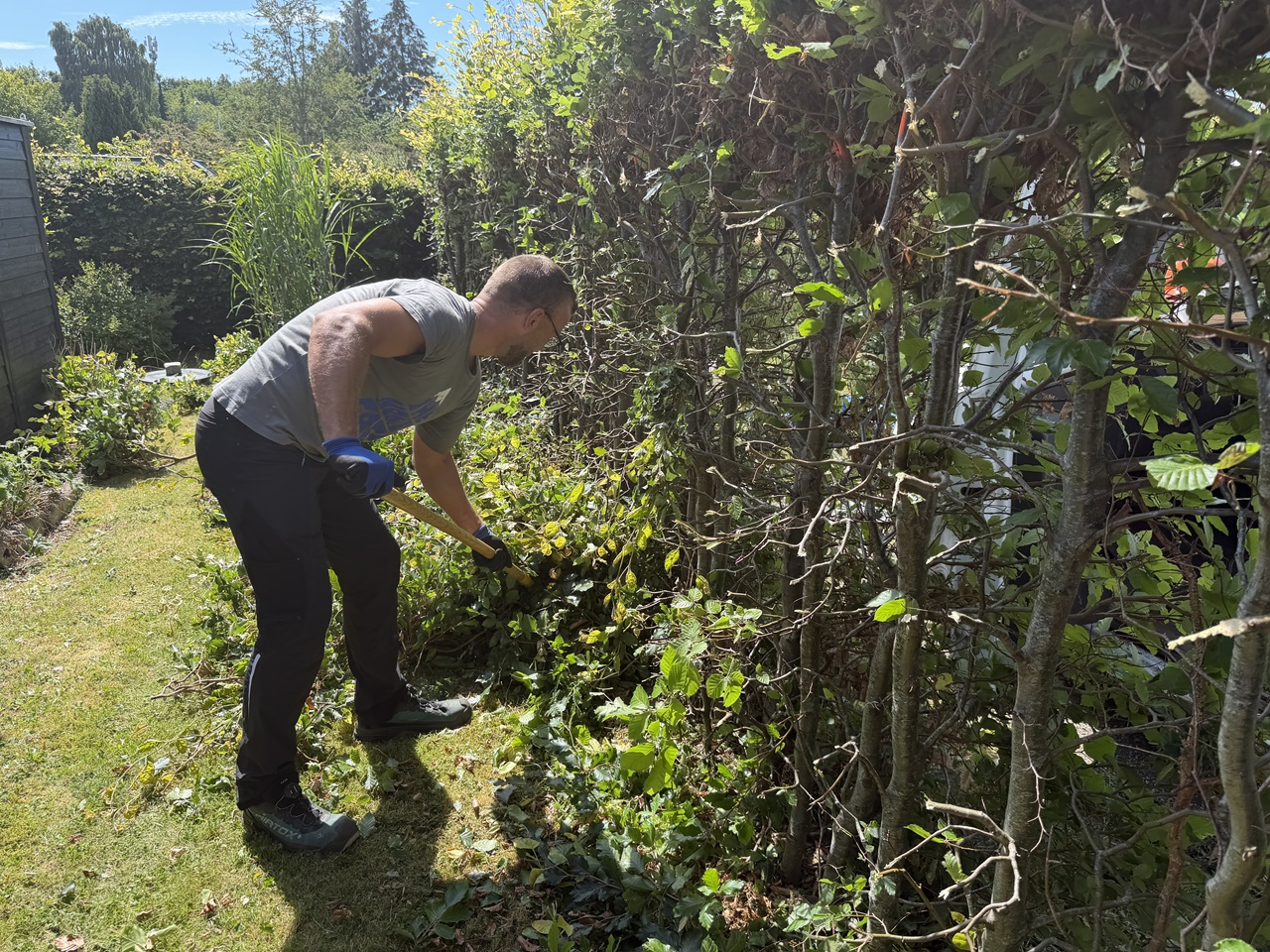 beskaering-af-haek-i-hilleroed-grove-grene-klippes-med-grensaks-6 2026-07-10 14.53.37