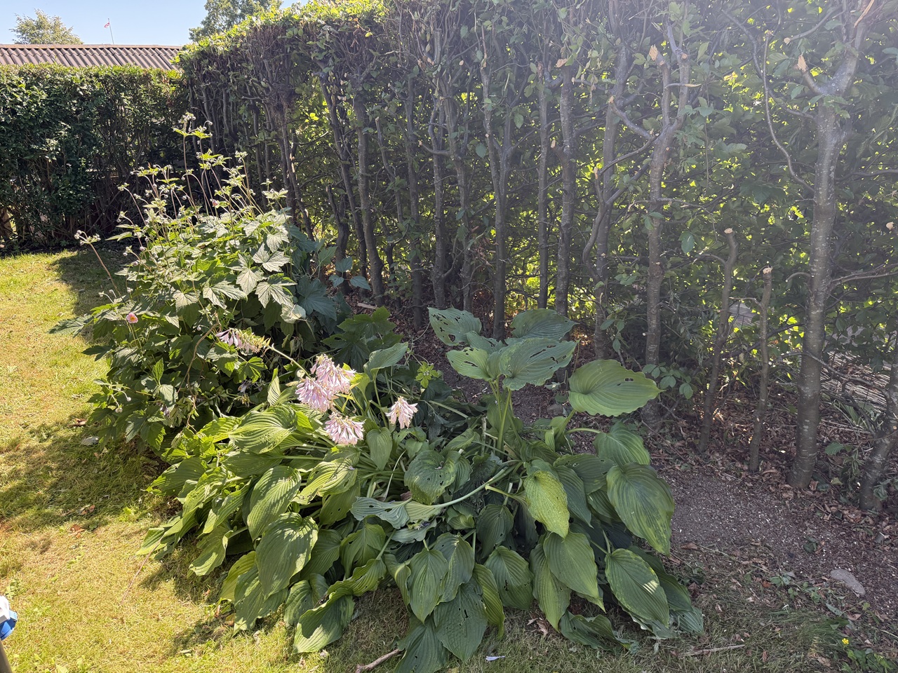 beskaering-af-haek-i-hilleroed-hosta-uskadte-efter-kraftig-beskaering-8 2026-07-11 15.12.55