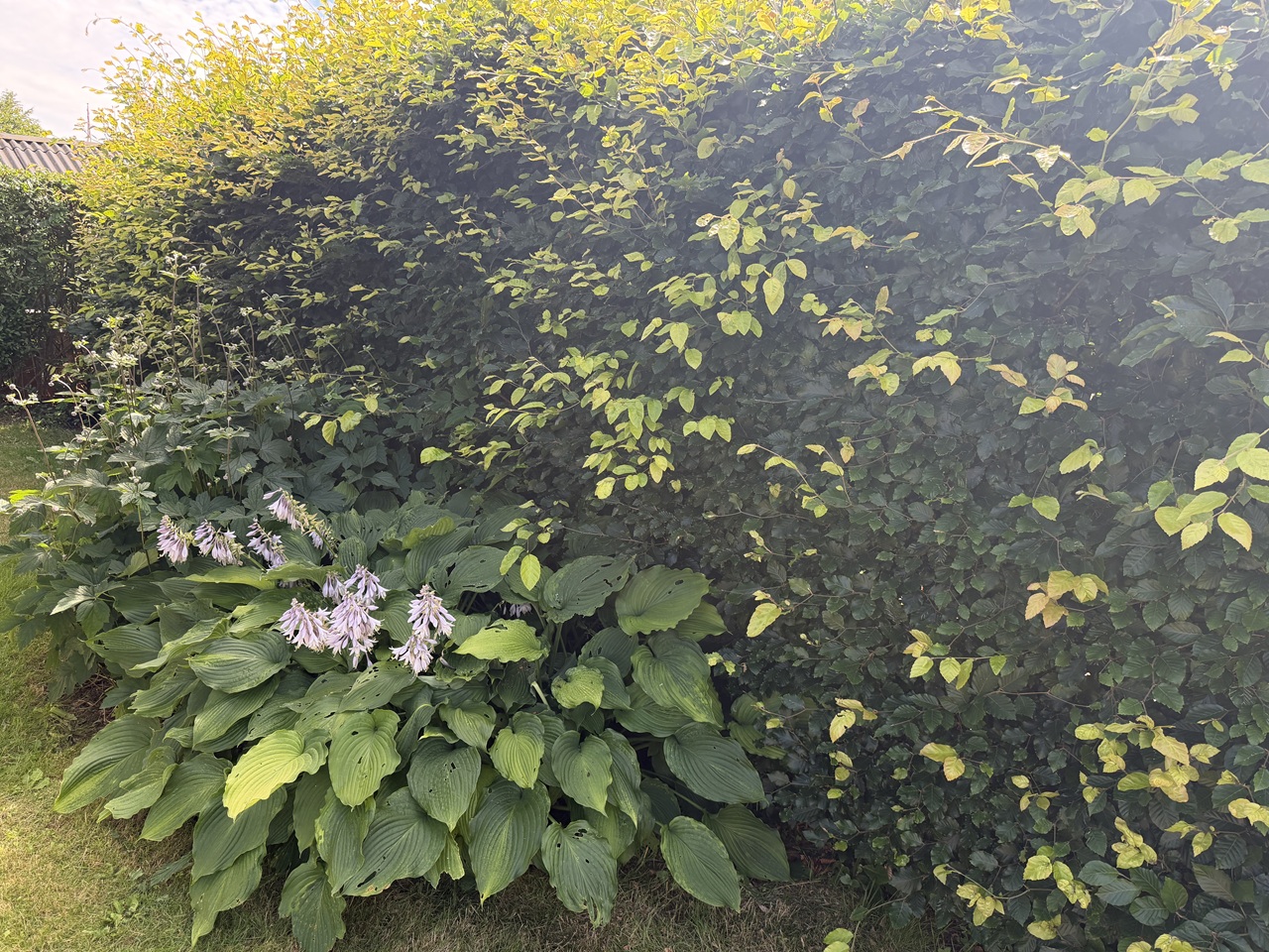beskaering-af-haek-i-hilleroed-taet-boegehaek-ved-hosta-foer-arbejdet-7 2026-07-10 14.31.04