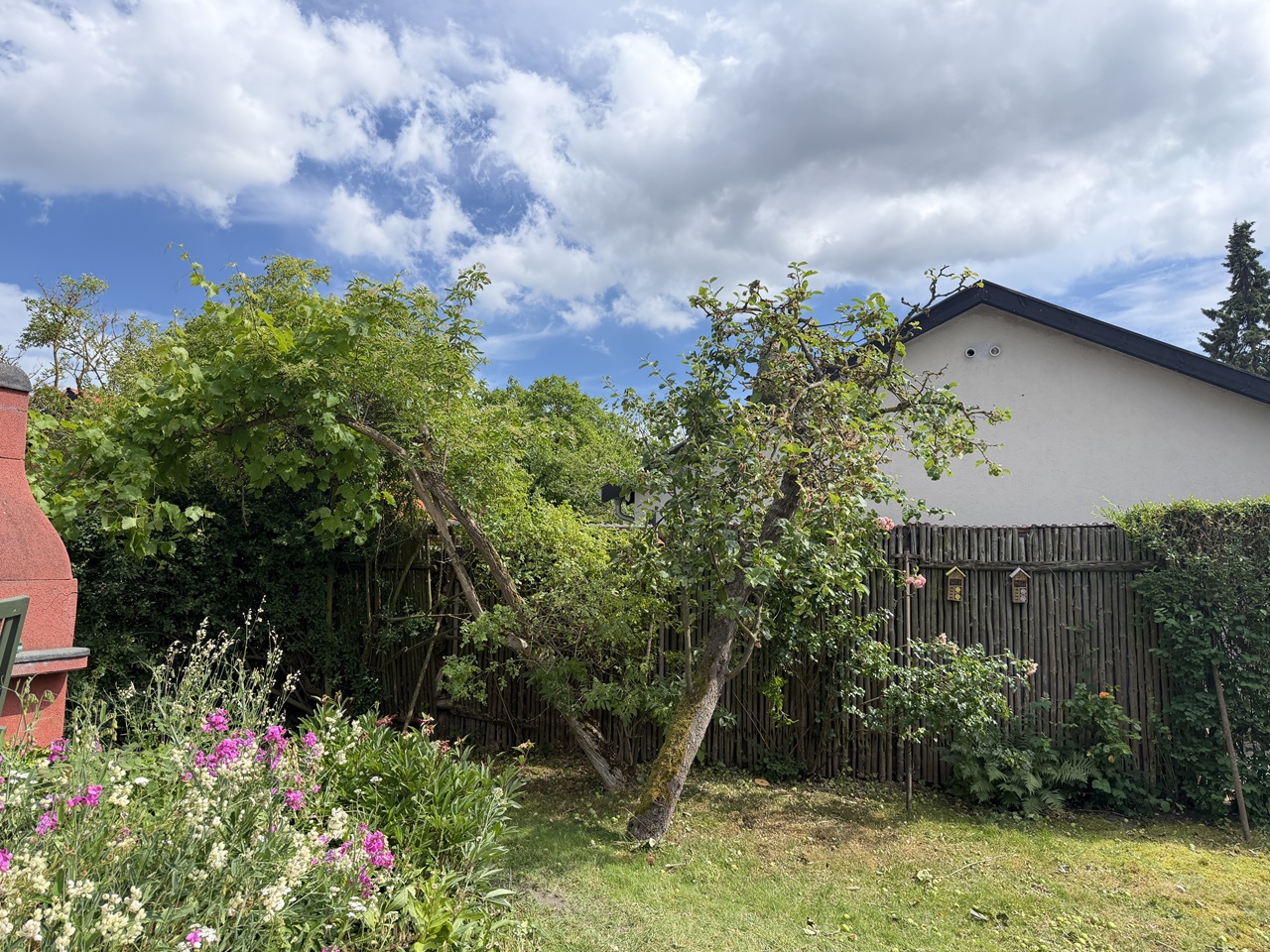 beskaering-af-haeldende-frugttrae-ved-hegn-9 2026-06-30 15.31.10