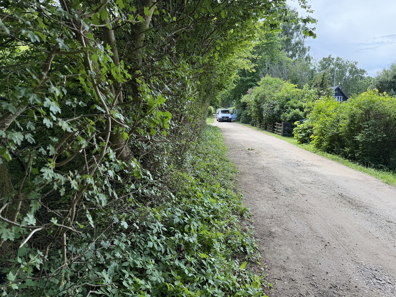 beskaering-af-naturhaek-tisvildeleje-fri-vejkant-efter-kraftig-beskaering-2026-06-10 14.45.37
