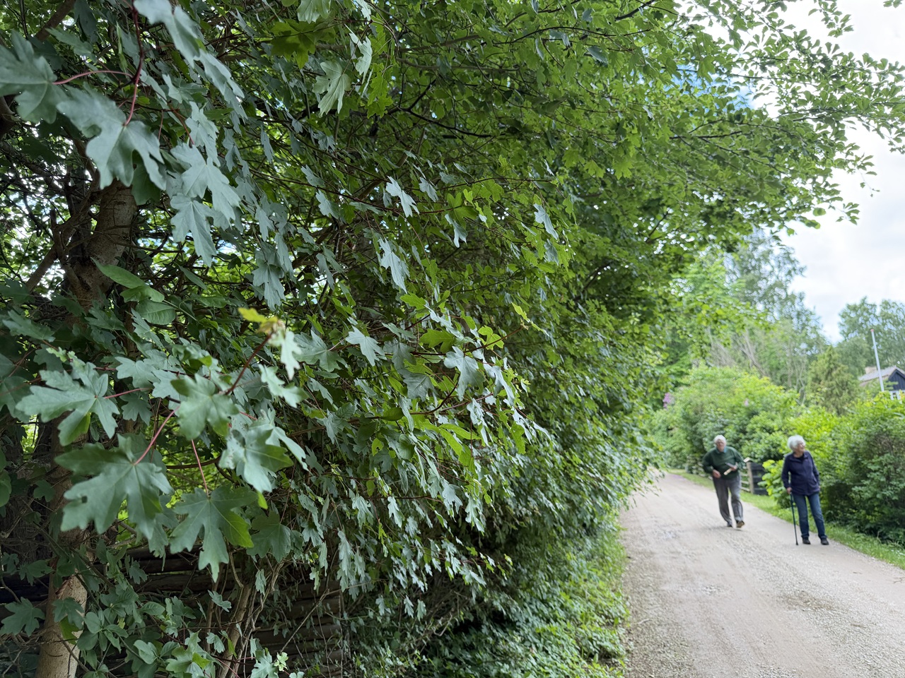 beskaering-af-naturhaek-tisvildeleje-haek-vokset-ud-mod-vejen-2026-06-10 12.20.15