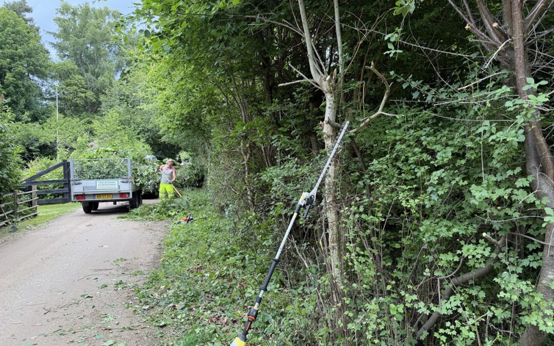 Beskæring af vilter naturhæk i 3220 Tisvildeleje