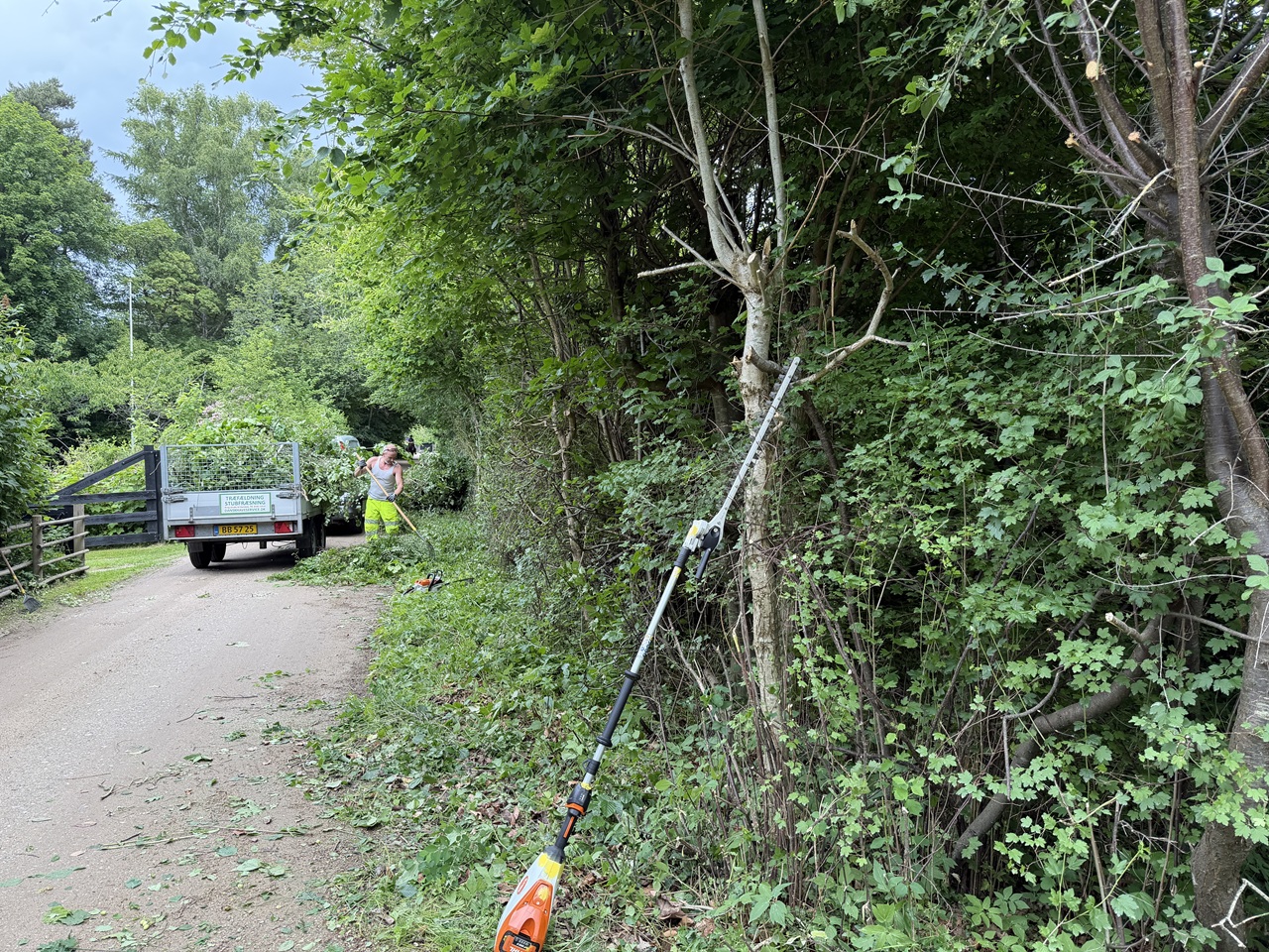 beskaering-af-naturhaek-tisvildeleje-kraftig-tilbageskaering-med-stangsav-2026-06-10 13.50.20
