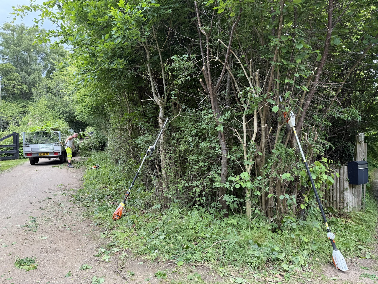 beskaering-af-naturhaek-tisvildeleje-udtynding-af-taet-bevoksning-2026-06-10 13.50.35