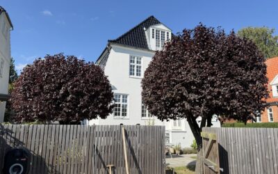 Beskæring af blodblommer og haveservice i 2500 Valby