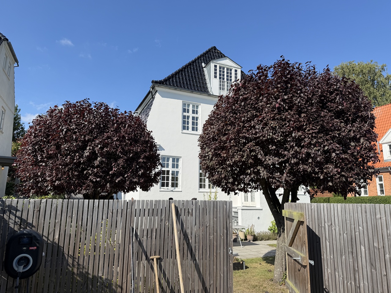 Beskårne blodblommer i Valby To beskårne blodblommer med runde kroner foran en hvid villa i 2500 Valby.