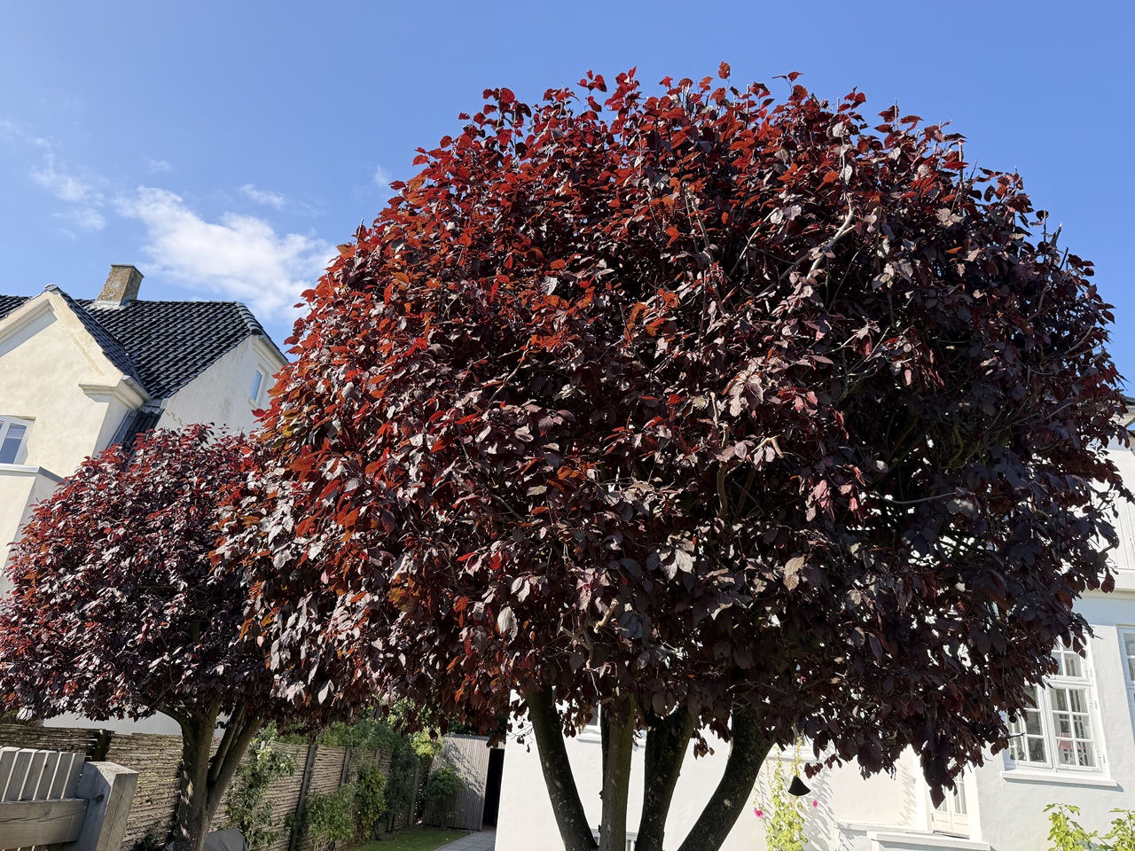 Rund blodblommekrone efter beskæring Nærbillede af tæt og rund blodblommekrone efter beskæring i Valby.