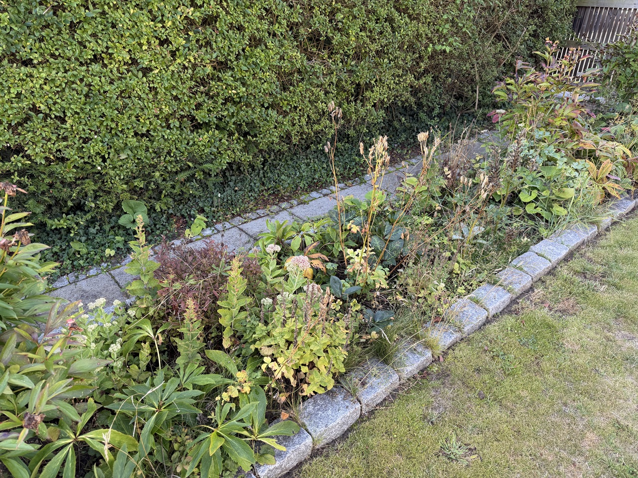 Bed før lugning og oprydning Staude- og buskbed i Valby før lugning og oprydning.