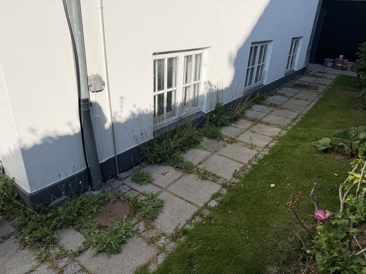 Belægning før lugning i Valby Ukrudt langs husmur og mellem belægningssten før lugning i Valby.
