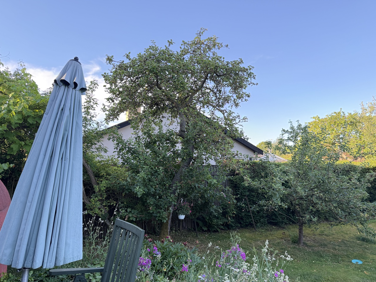 gammelt-frugttrae-ved-terrasse-beskaering-8 2026-06-30 07.11.36