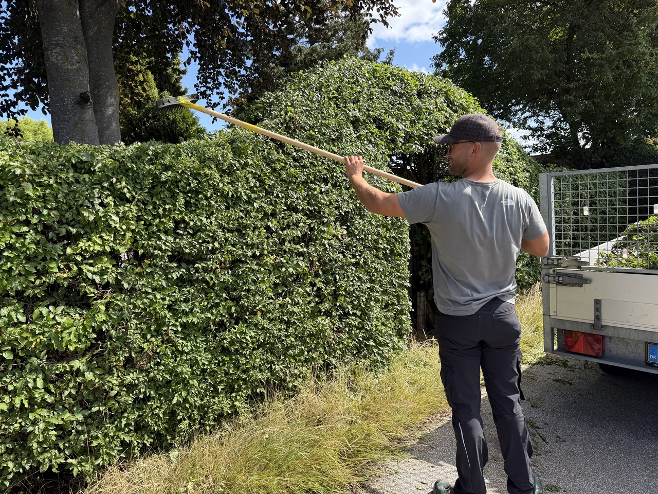 Gartner fjerner afklip fra toppen efter hækklipning i Frederiksværk.