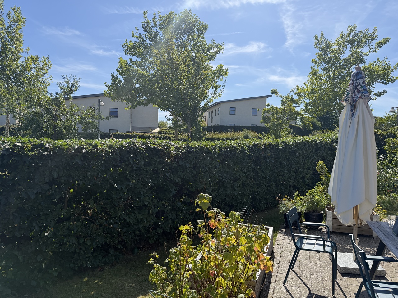 Færdigklippet bøgehæk ved terrasse i Måløv.