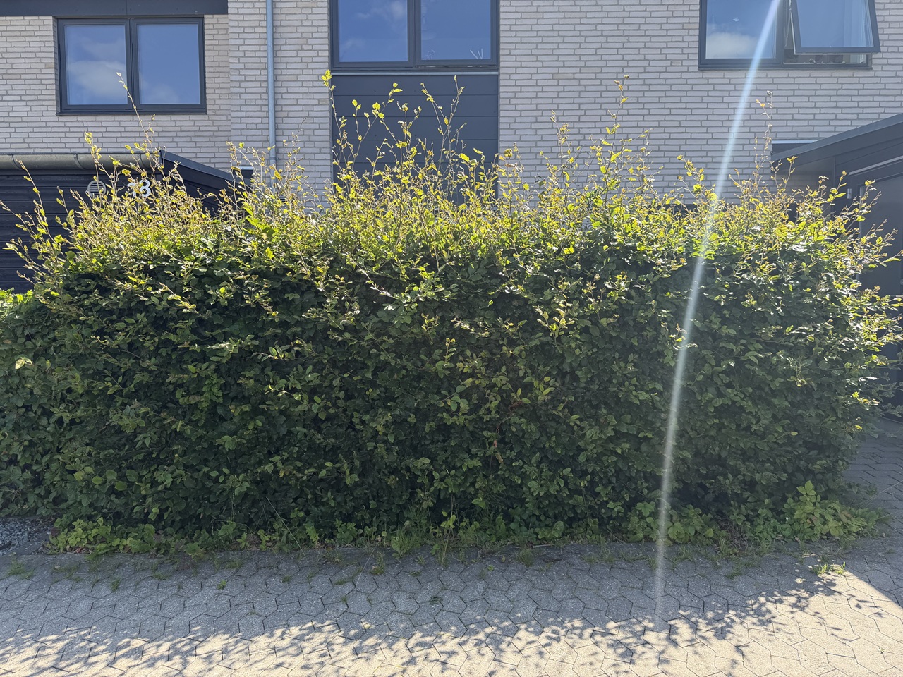 Bøgehæk før hækklipning ved Søholmen i Måløv.