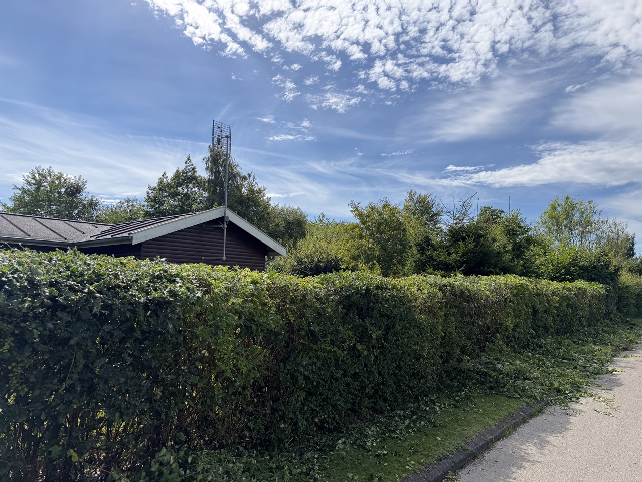 Lang naturhæk efter hækklipning langs vej i 3100 Hornbæk.