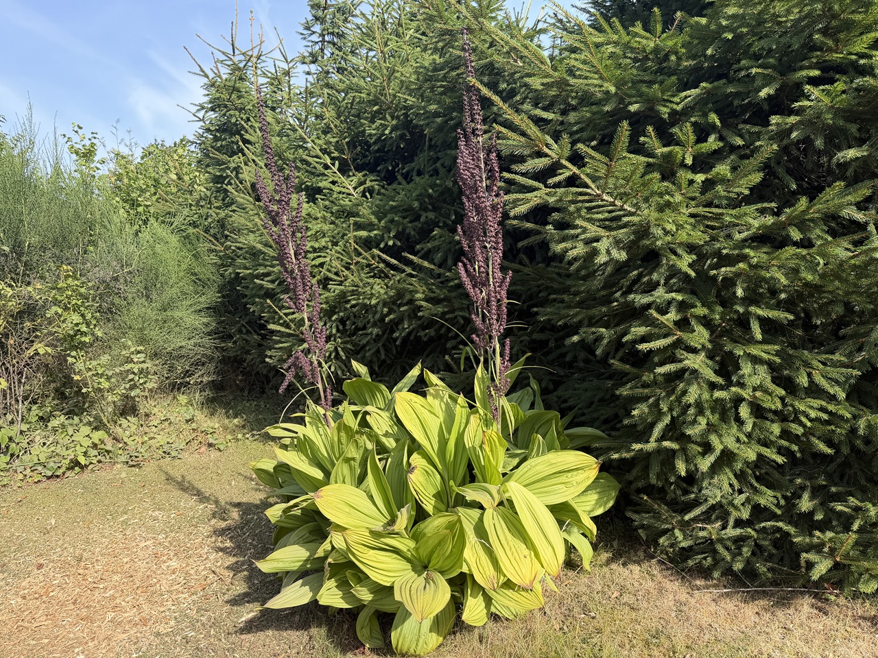 Stor sort nyserod (Veratrum nigrum) med mørke blomster i frodig have i 3100 Hornbæk.